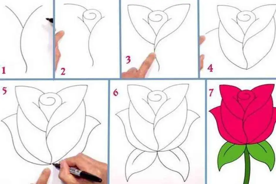 Что можно нарисовать легко и быстро красиво. Легкие цветы для рисования. Поэтапное рисование цветка. Этапы рисования розы. Как нарисовать розу поэтапно.