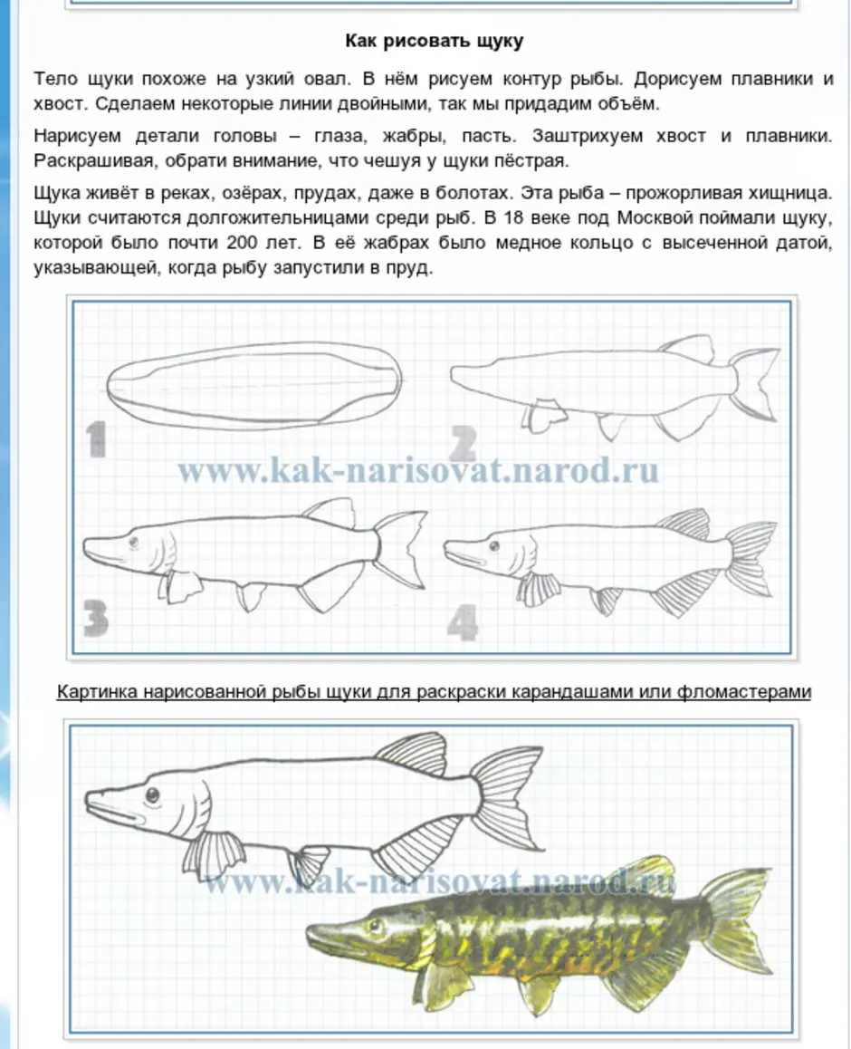 Как нарисовать щуку карандашом