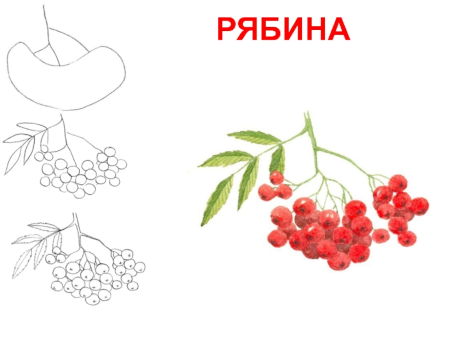 Схема слова рябина. Ветка рябины рисунок. Рисование рябина. Веточка рябины рисование. Ягоды рябины для детей.