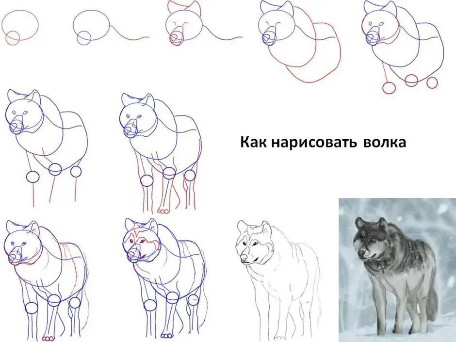 Как нарисовать Рисунок волка для срисовки - 44 детских рисунков для срисовки на тему