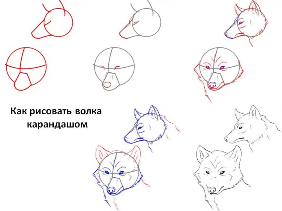 Как просто нарисовать волка