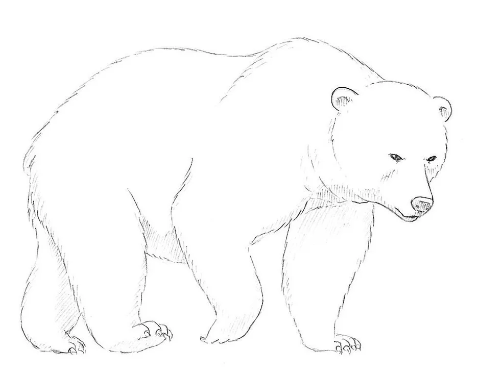Белый медведь карандашом