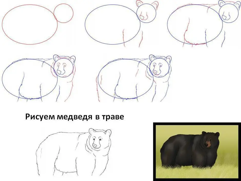 Медведь поэтапно карандашом