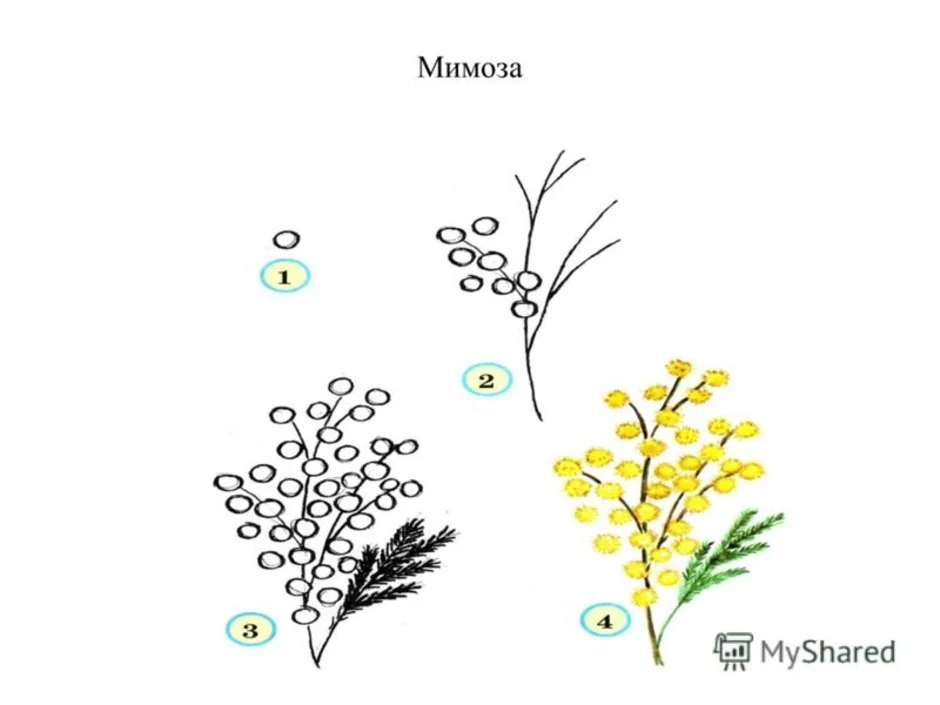 Как рисовать мимозу