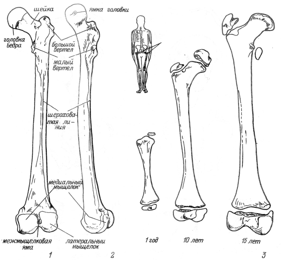 Скелет человека трубчатые кости. Бедренная кость анатомия строение. Анатомия костей голени диафиз. Трубчатая бедренная кость. Анатомия левой бедренной кости.