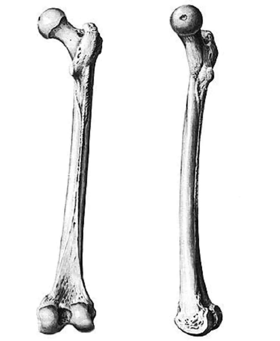 Ковид кости. Бедренная кость длинная трубчатая. Бедренная кость человека анатомия скелет. Берцовая плечевая кость. Бедренная кость анатомия строение.