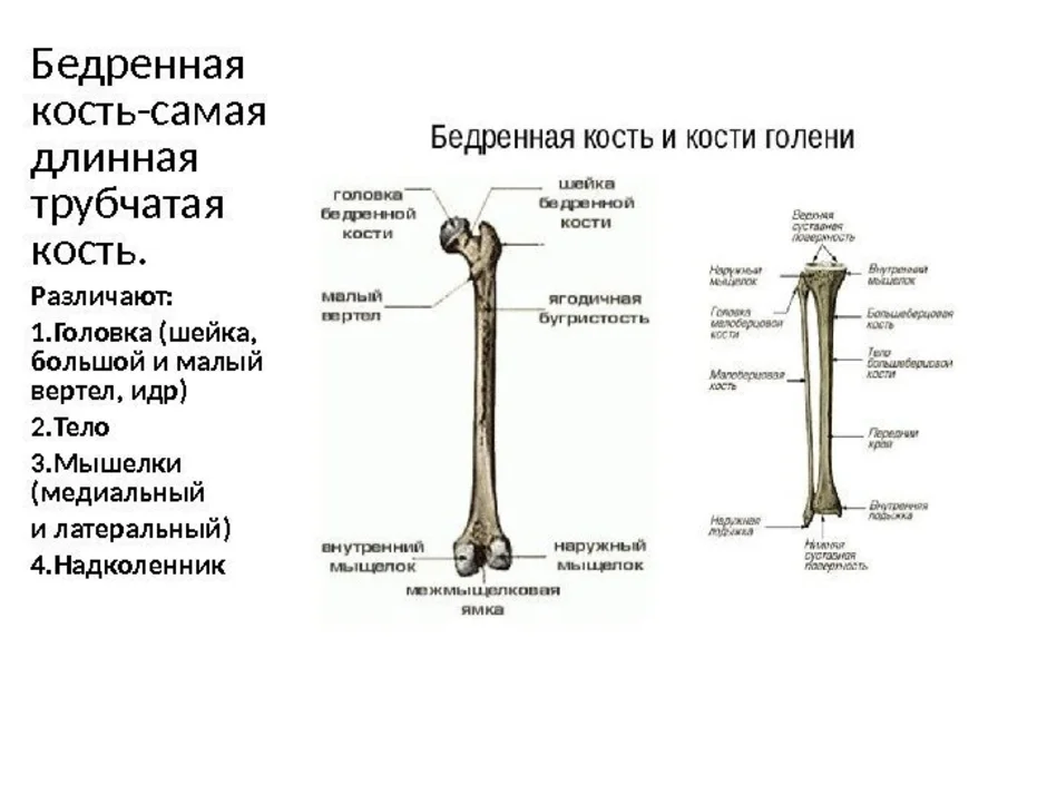 С какими костями соединяется бедренная кость. Бедренная кость анатомия строение. Вертел бедренной кости анатомия. Части длинных трубчатых костей бедренная кость. Строение бедренной кости медунивер.