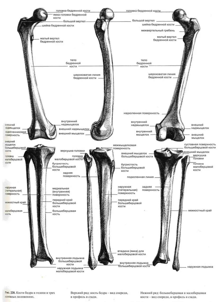 Бедренная кость анатомия рисунок