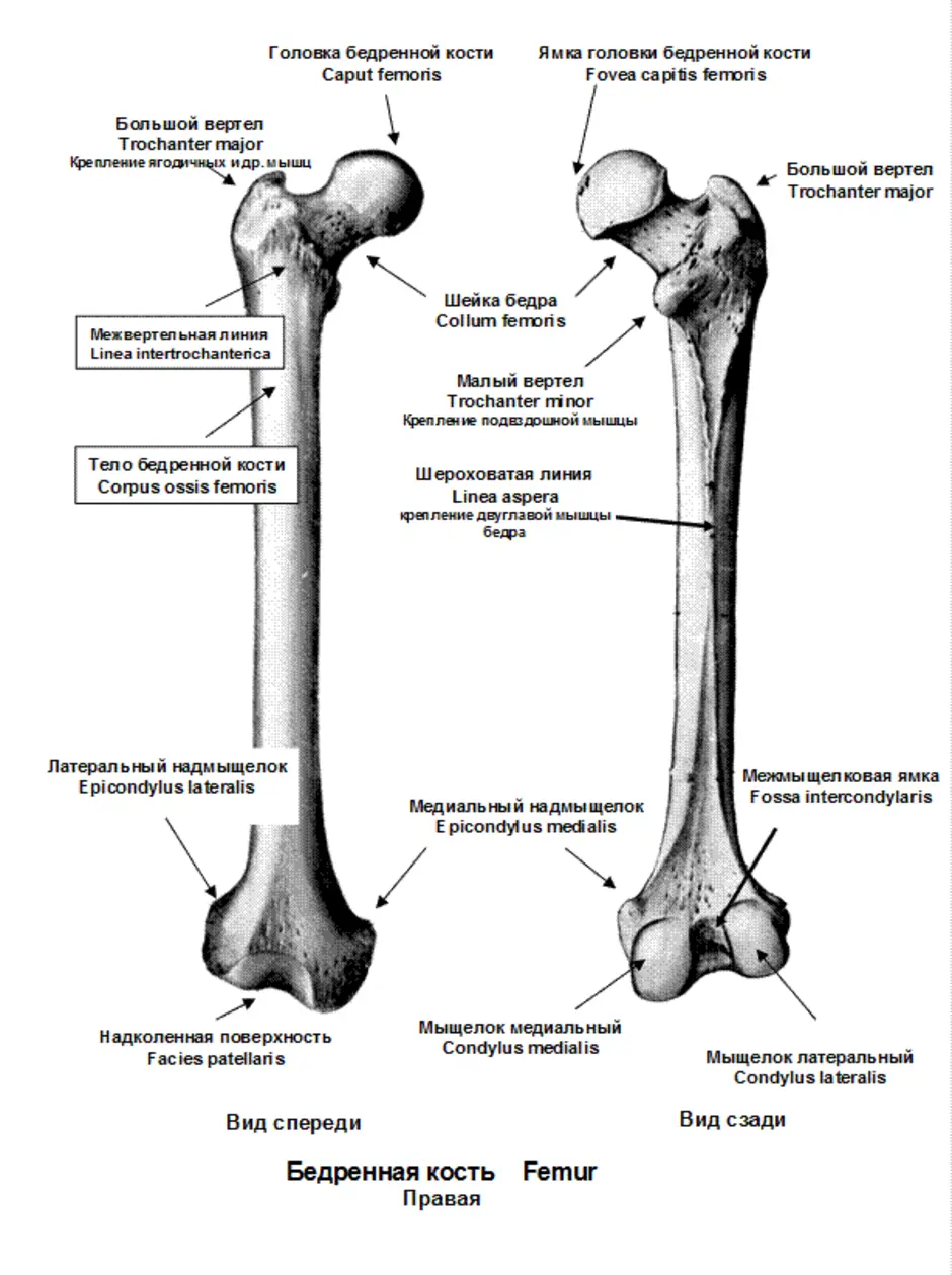 Сколько костей в бедре. Строение бедренной кости анатомия на латыни. Бедренная кость правая вид спереди.