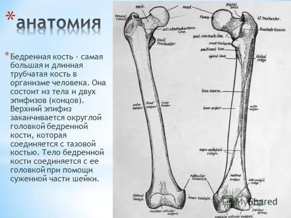 Бедренная кость рисунок с подписями