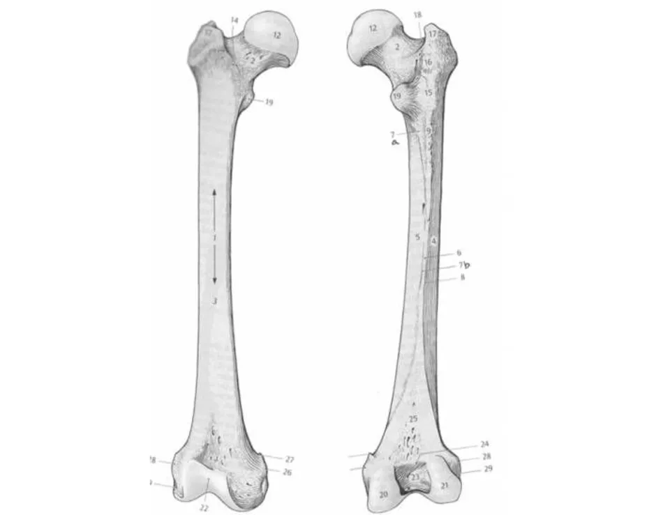 Бедренная кость рисунок карандашом