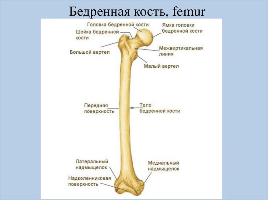 Под каким номером на рисунке обозначена бедренная кость