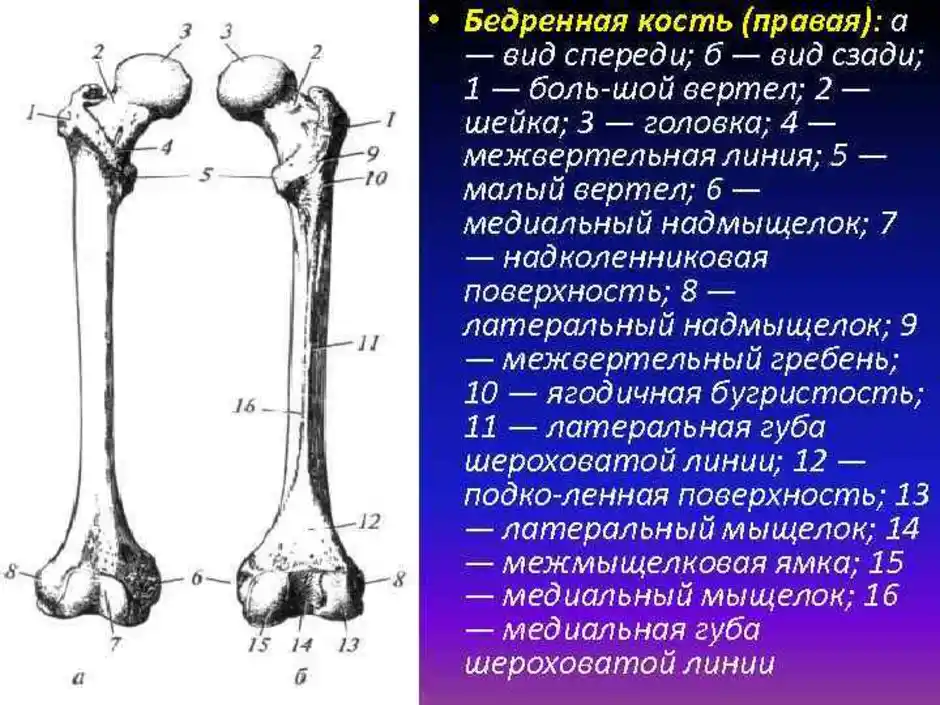 Мыщелки бедра. Строение бедренной кости анатомия. Анатомия мыщелков бедренной кости. Бедренная кость межвертельная линия и гребень.