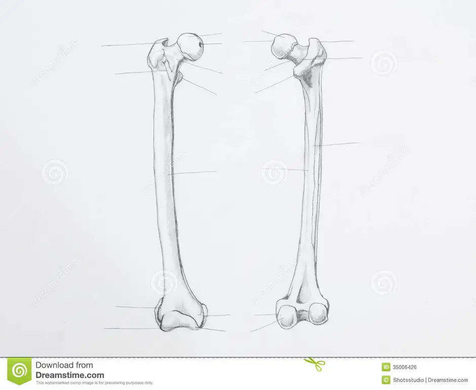 Рисунок бедренной кости