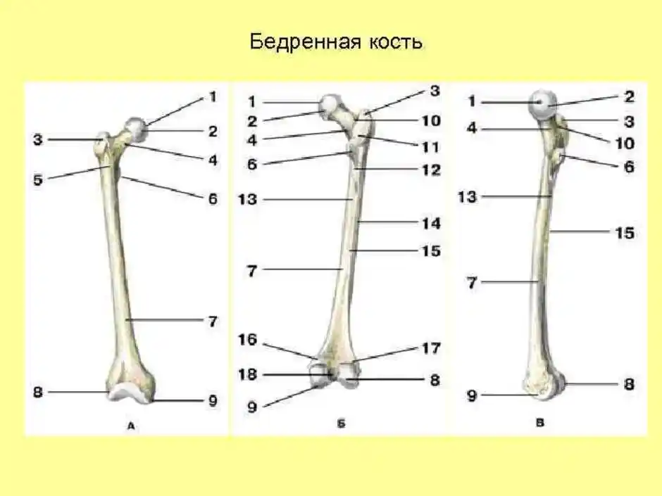 Какой буквой на рисунке обозначена кость