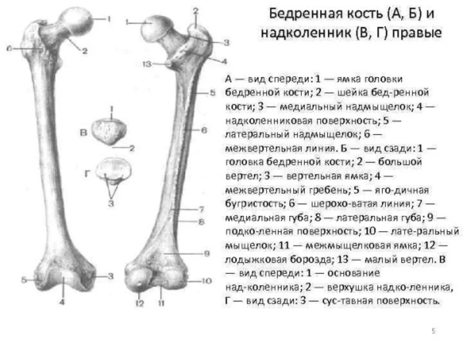 Сколько костей в бедре. Строение бедренной кости анатомия на латыни. Бедренная кость анатомия строение. Бедренная кость анатомия человека строение рисунок.