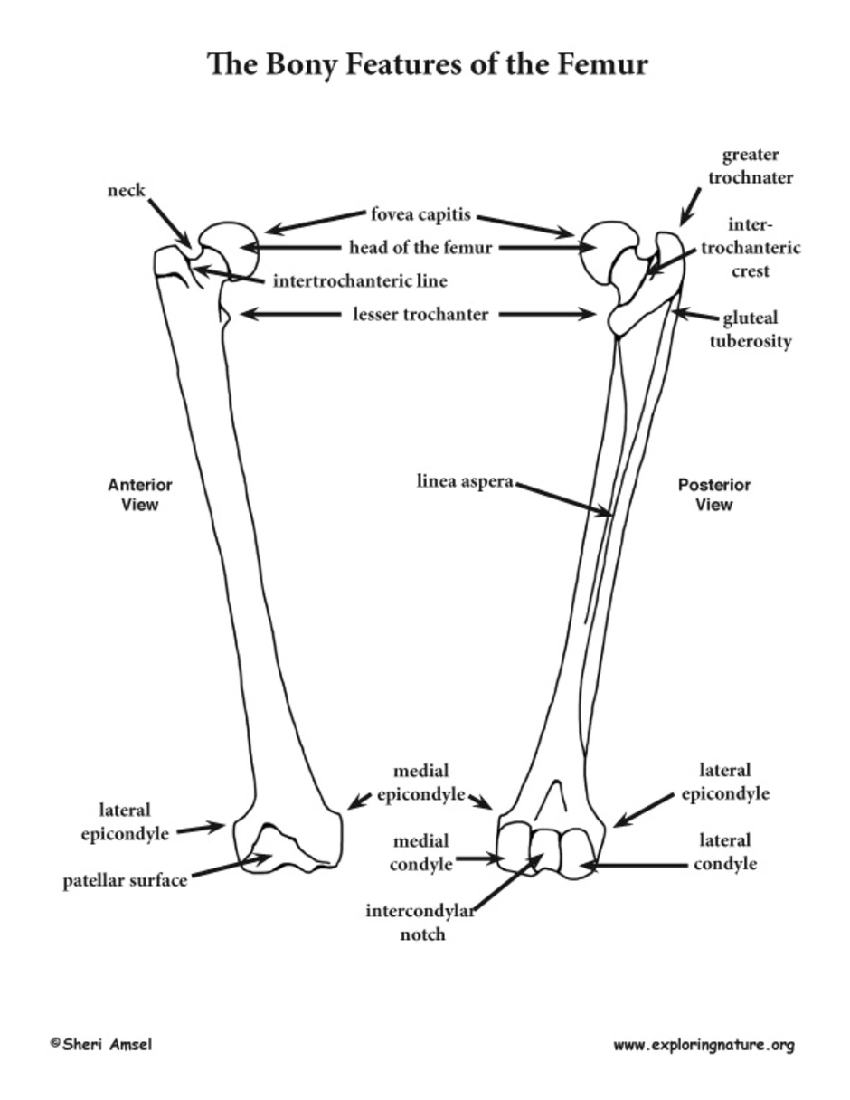 С какими костями соединяется бедренная кость. Бедренная кость анатомия строение. Проксимальный эпифиз бедренной кости. Бедернна кость анатомиякость. Строение бедренной кости анатомия.