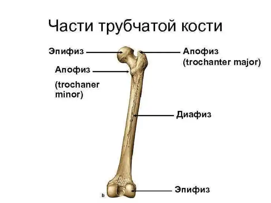 Тело длинные трубчатые кости. Трубчатая кость диафиз и эпифиз. Внешнее строение трубчатой кости. Бедренная кость анатомия строение. Трубчатая кость строение метафиз.
