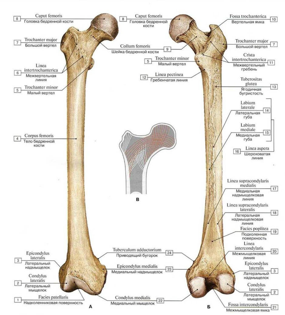 Размеры бедренной кости. Строение бедренной кости на латинском. Строение бедренной кости анатомия на латыни. Бедренная кость медунивер. Малый вертел бедренной кости латынь.