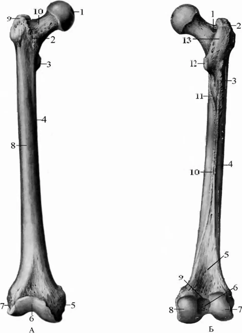 Сколько костей в бедре. Бедренная кость анатомия строение. Строение бедренной кости анатомия. Бедренная КОСТЬАНАТОМИЯ кочть.