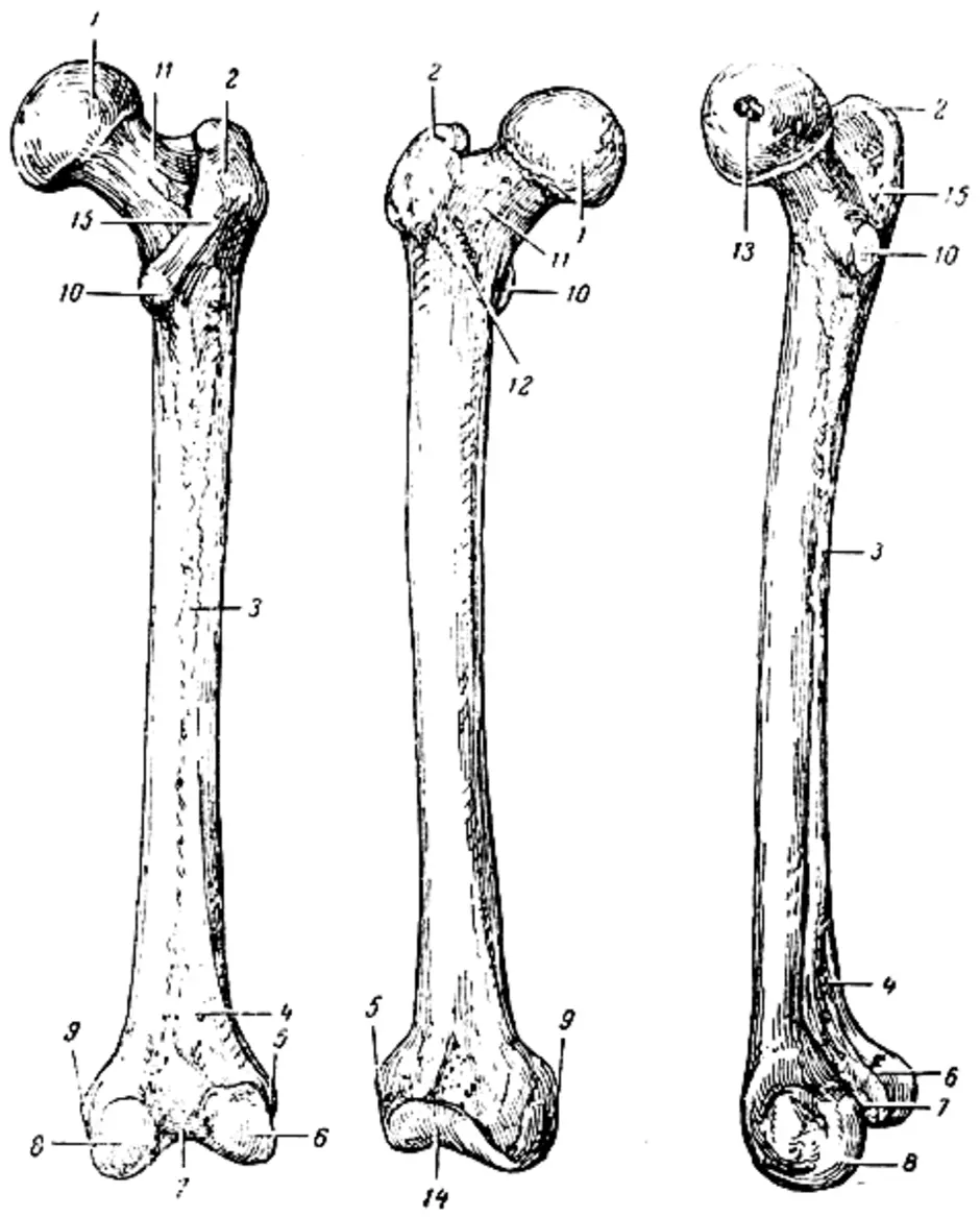 Размеры бедренной кости. Бедренная кость анатом. Бедренная кость анатомия Синельников. Бедренная кость анатомия скелет. Бедренная кость анатомия строение.