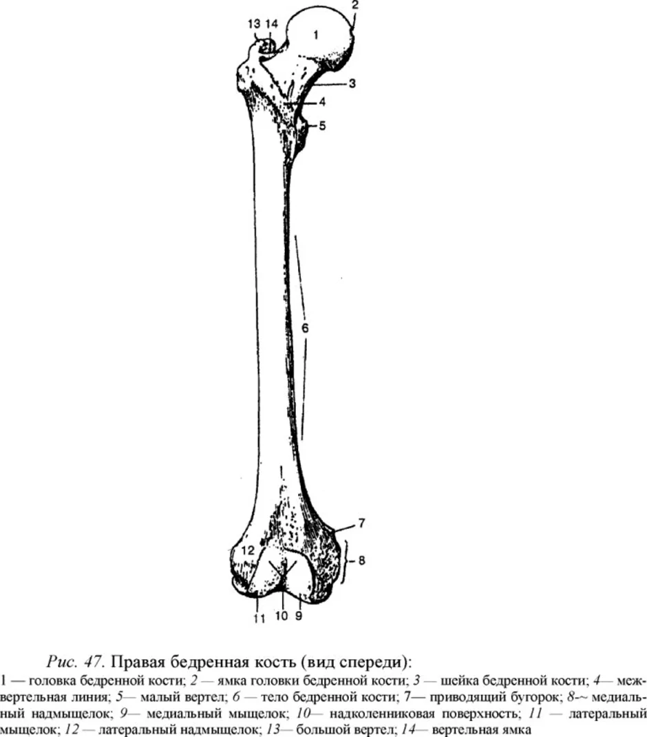 Бедренная кость рисунок карандашом