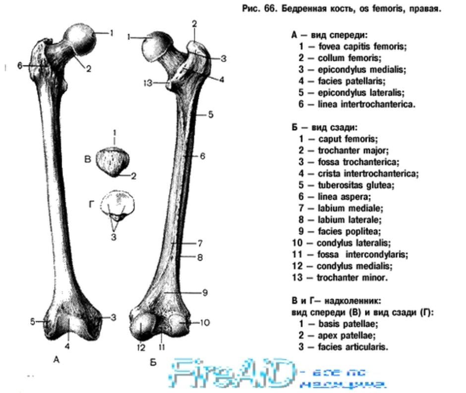 С какими костями соединяется бедренная кость. Строение бедренной кости анатомия на латыни. Бедренная кость строение. Бедренная кость анатомия человека Синельников. Бедренная кость человека анатомия с подписями.