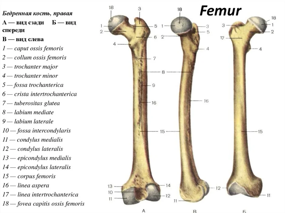 Какой буквой на рисунке обозначена бедренная кость