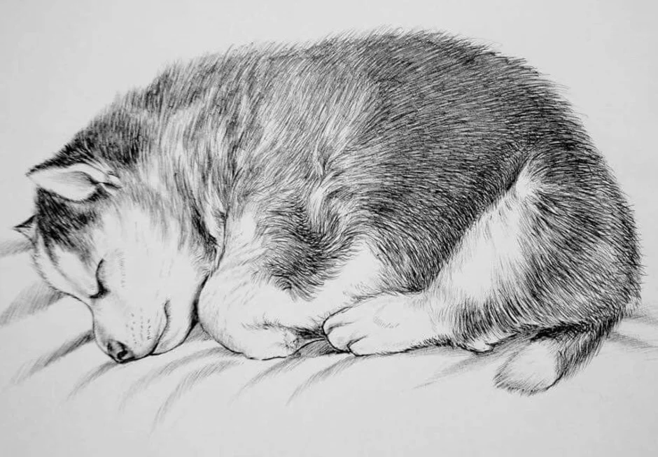 Как нарисовать кота дремота из 3. Милые рисунки карандашом. Зарисовки животных. Животные рисунки. Животное карандашом.