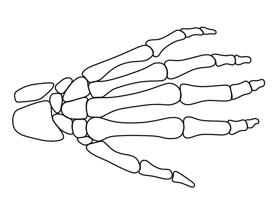 Рисунок кисти кости руки