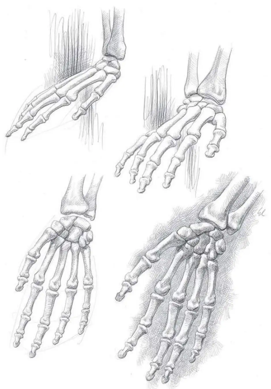 Скелет руки человека рисунок