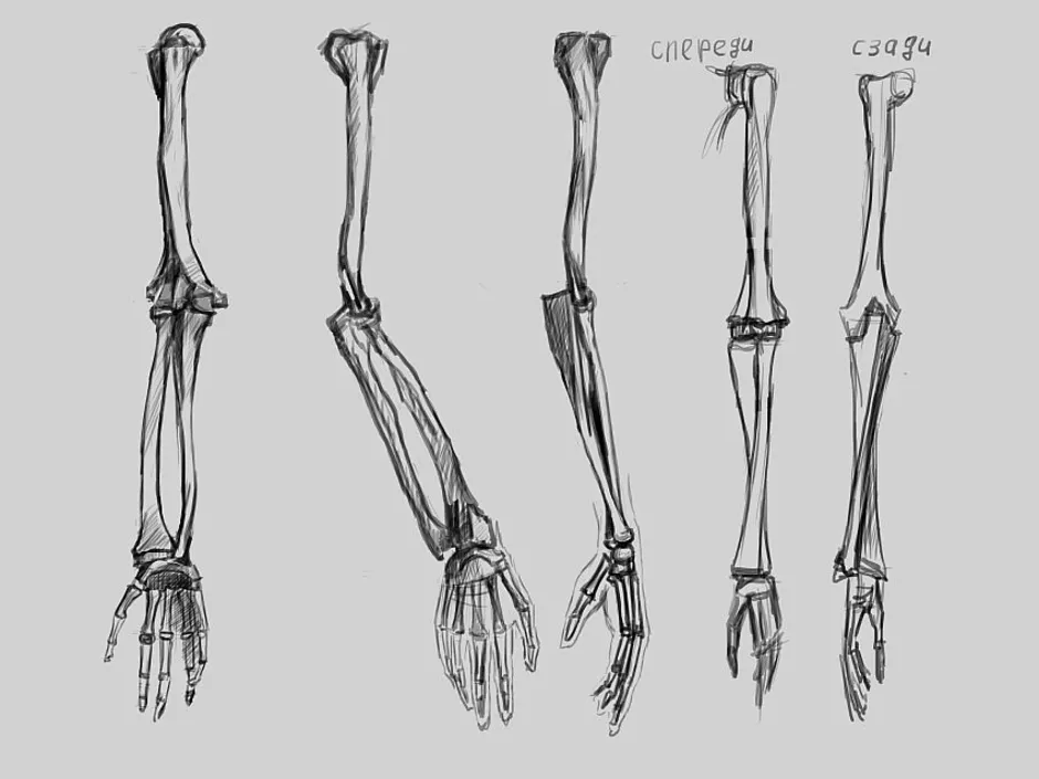 Рисунок кости на руке человека