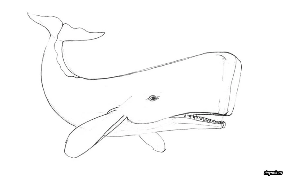 Рисунок кита для срисовки