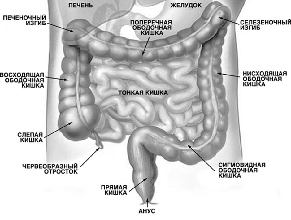 Где находится кишечник. Строение толстой кишки анатомия. Строение Толстого кишечника человека схема. Толстая кишка анатомия человека строение. Тонкая и толстая кишка анатомия.