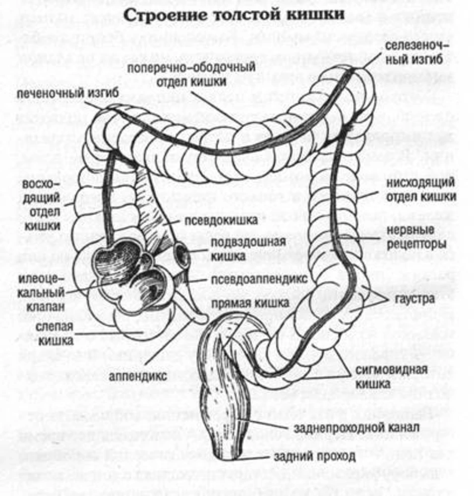 Строение кишки. Схема строения толстой кишки. Строение толстой кишечника. Толстый кишечник строение схема. Тонкая кишка схема.