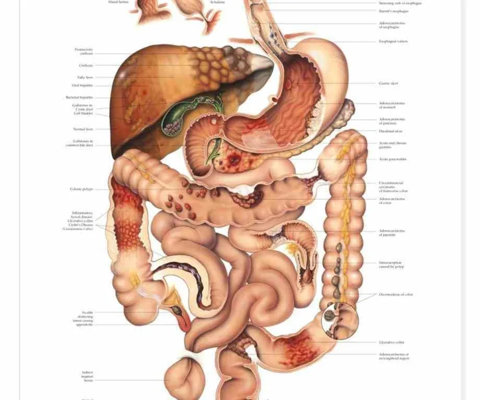 Жкт человека в картинках с подписями анатомия внутренние органы