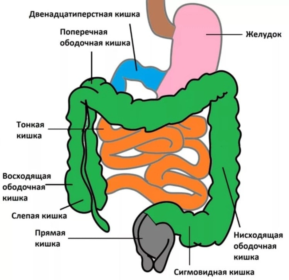 Отделы кишечника человека по порядку схема