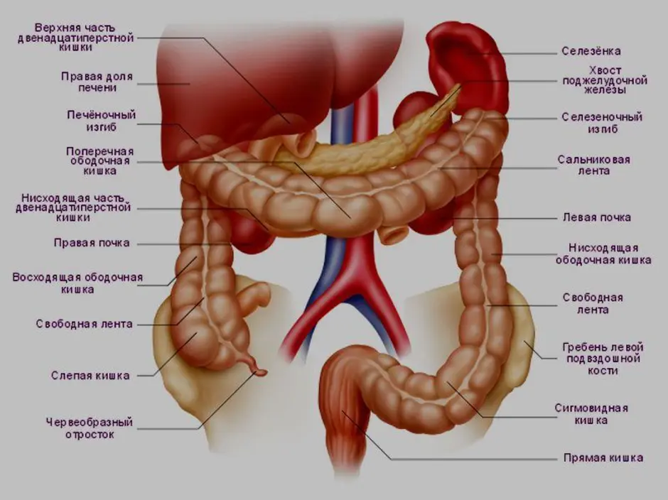 Расположение кишечника картинка