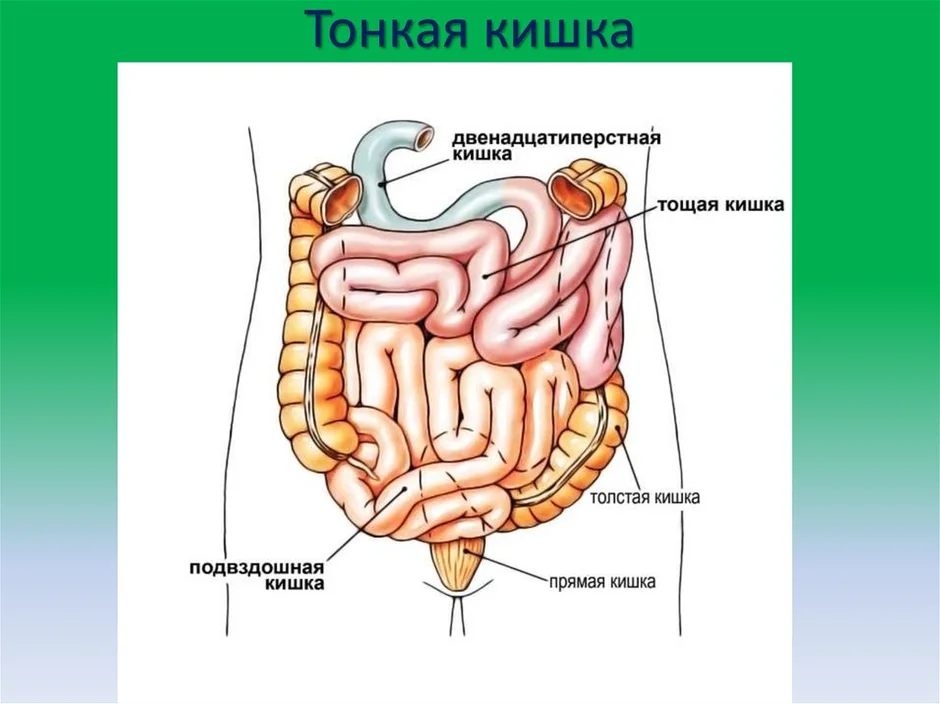 Кишечник на рисунке