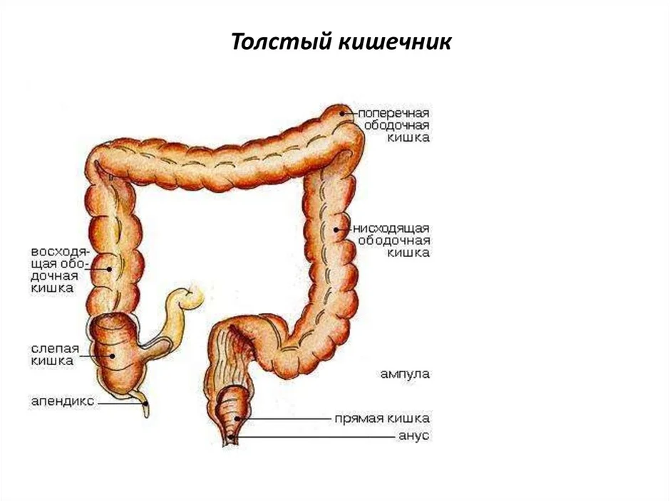 Кишечник анатомия рисунок