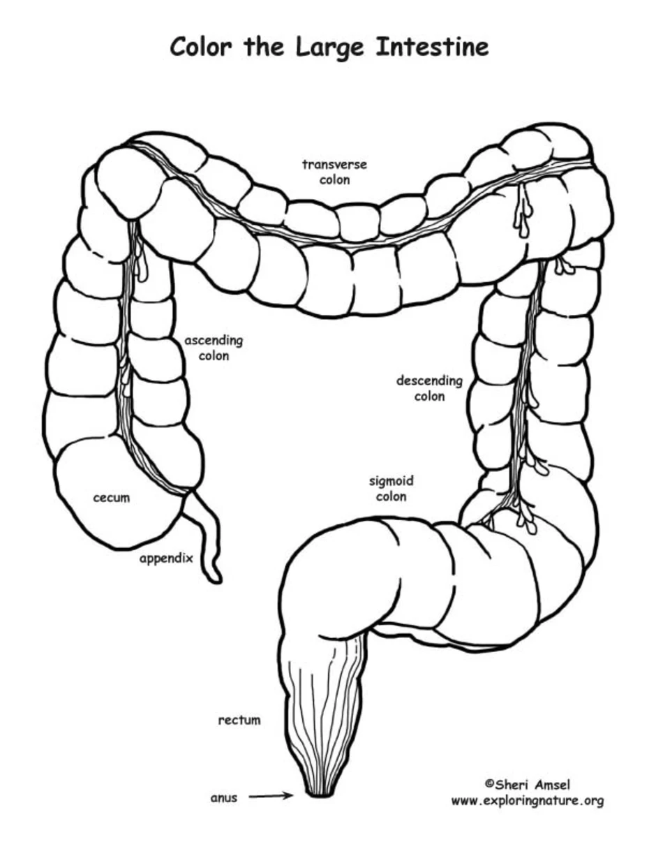 Схема толстого кишечника