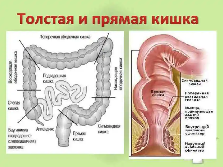 Сигма кишечника. Сигмовидная кишка схема. Анатомия ректосигмоидного отдела толстой кишки. Ободочная толстая кишка анатомия. Толстая кишка анатомия отделы.