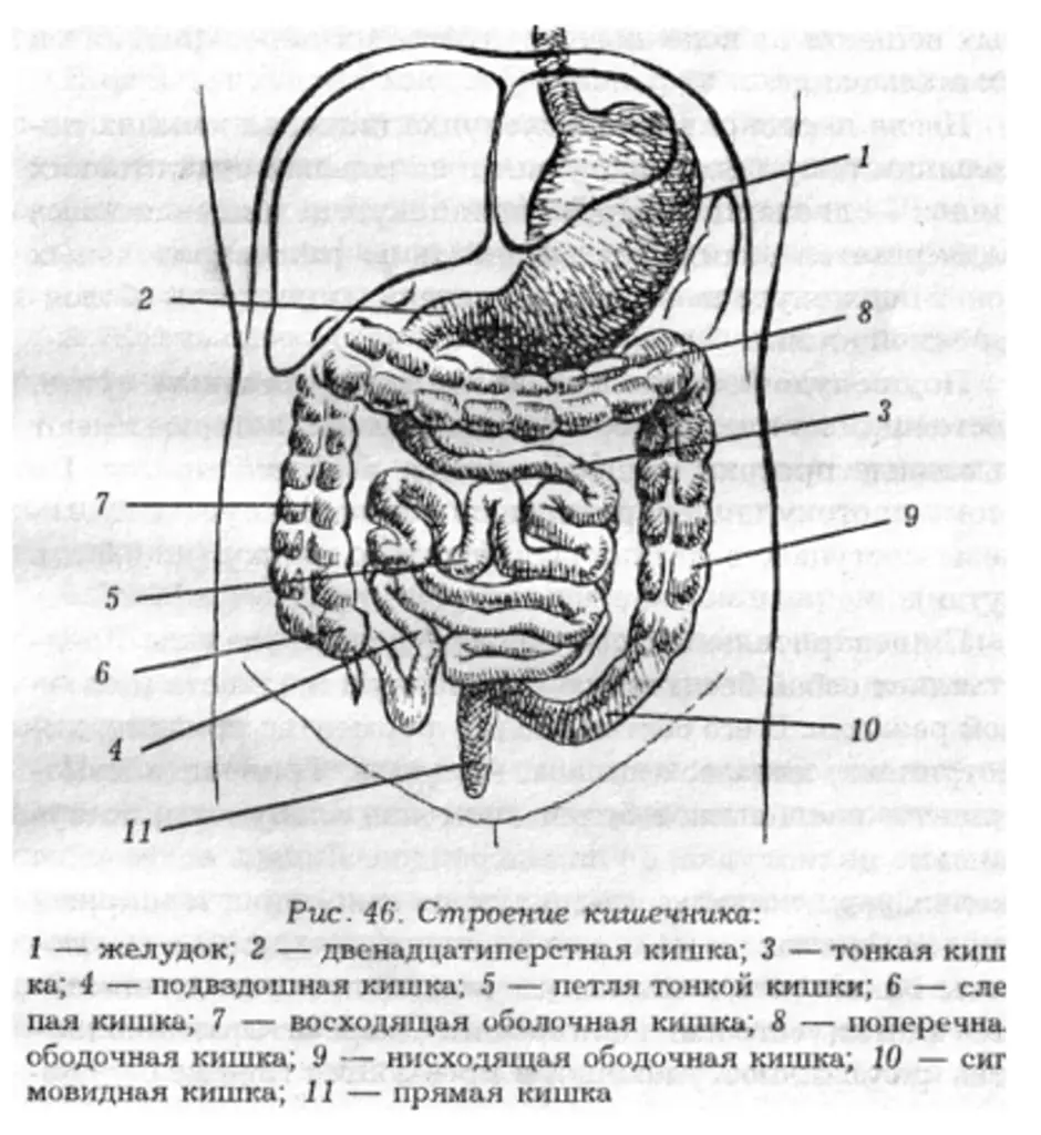 Тонкий желудок строение. Строение кишечника человека схема. Схема строения тонкого кишечника. Схема строения Толстого кишечника.