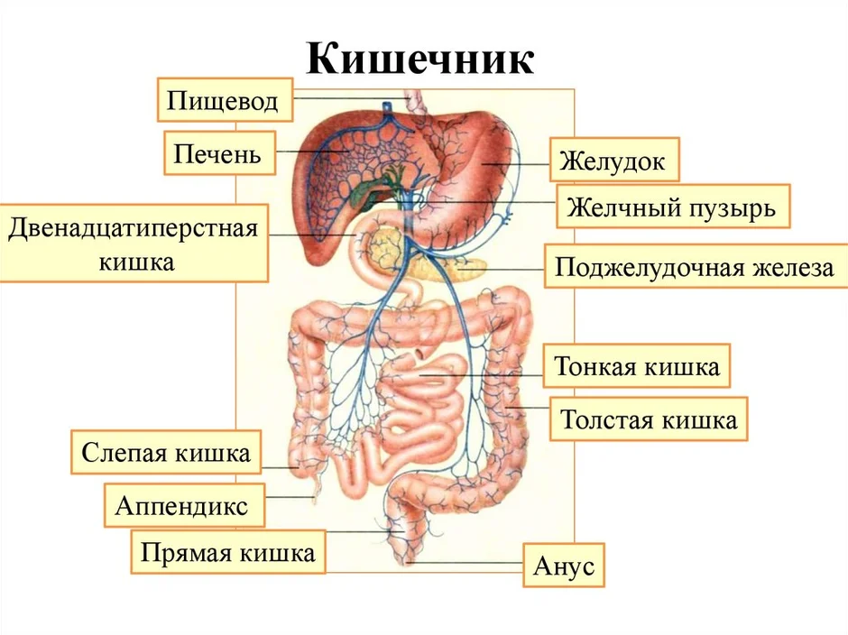 Какой отдел кишечника обозначен на рисунке зеленым цветом