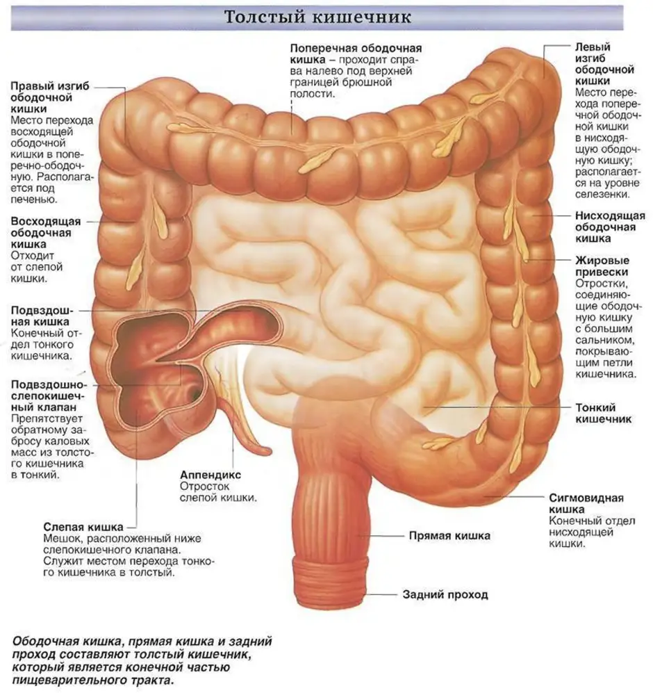 Строение кишечника человека схема с названиями у женщин фото и названия