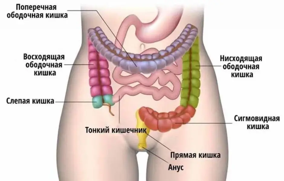 Строение кишечника человека схема с названиями у женщин фото и названия