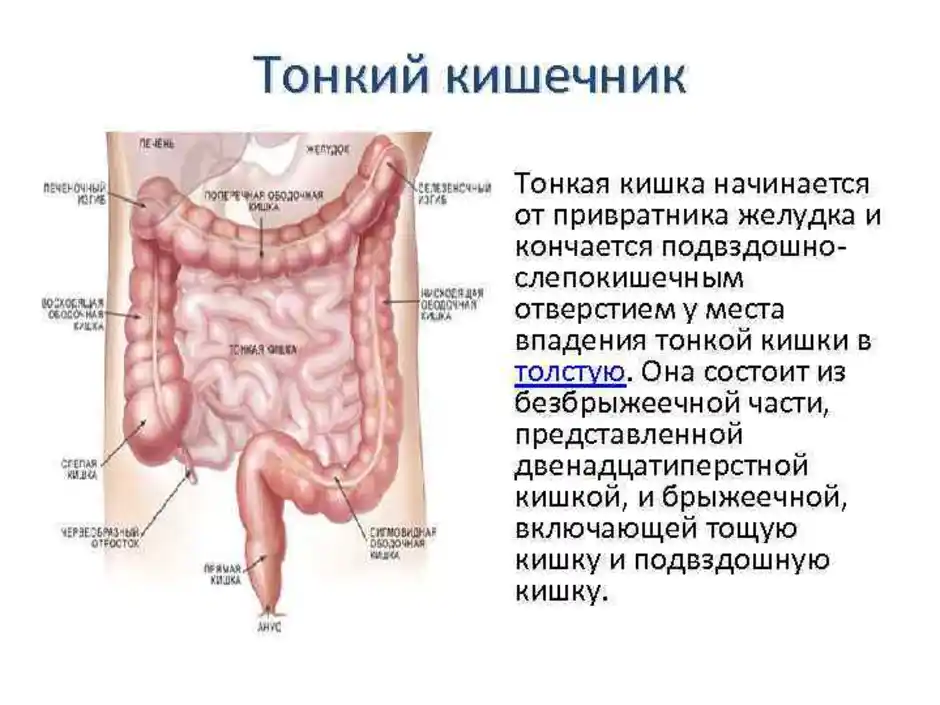Общая длина тонкого кишечника. Строение Толстого и тонкого кишечника анатомия. Тонкая кишка кишка строение. Функции тонкой кишки анатомия. Тонкая кишка отделы строение.