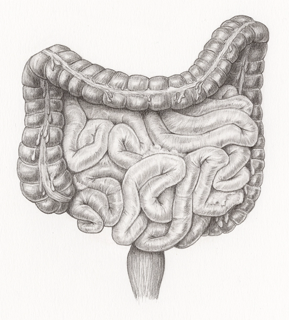 Строение кишечника картинки. Тонкий кишечник анатомия рисунок. Тонкая кишка анатомия человека рисунок.
