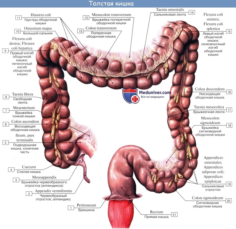 Схема толстого кишечника