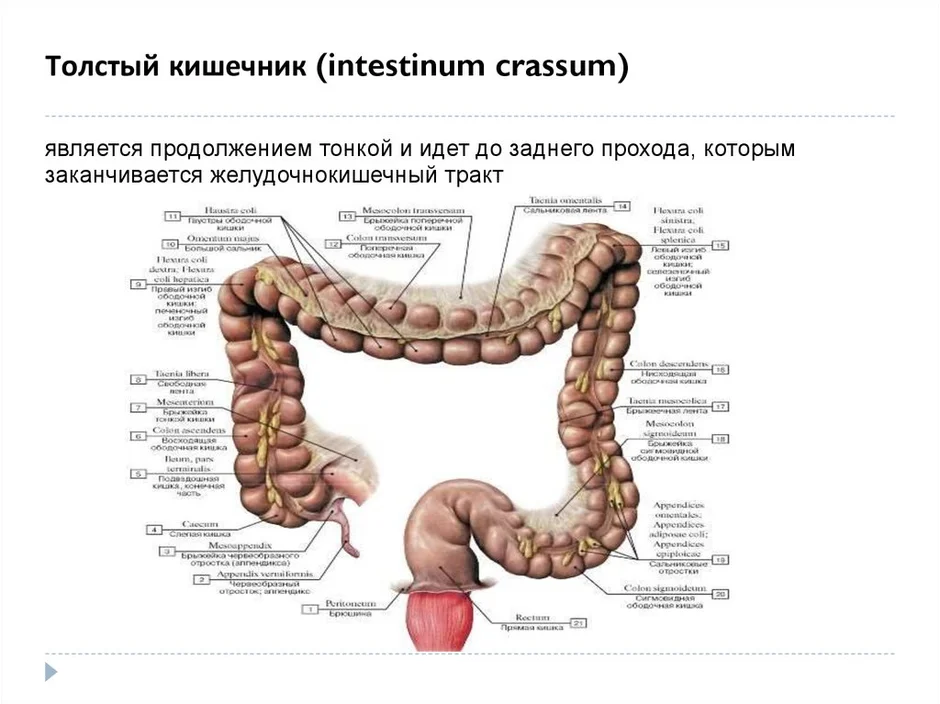 Толстый кишечник строение картинки